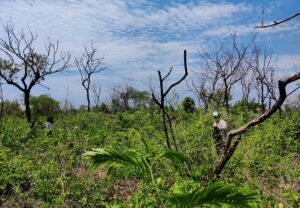 Bosque quemado 2023