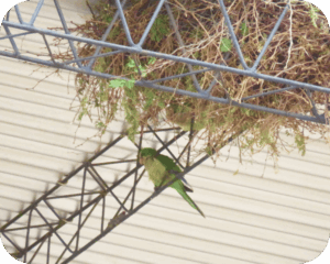 birdss