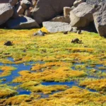 T2 turberas altoandinas